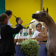 2013 Brazilian Nationals
