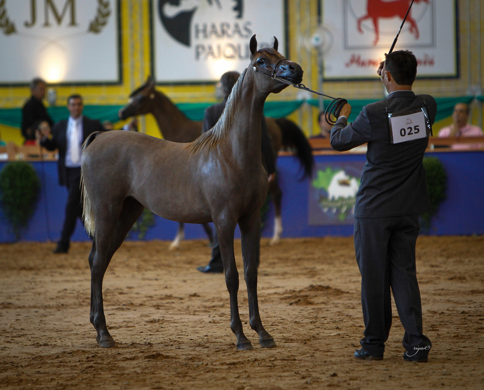 2013 Brazilian Nationals