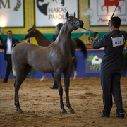 2013 Brazilian Nationals