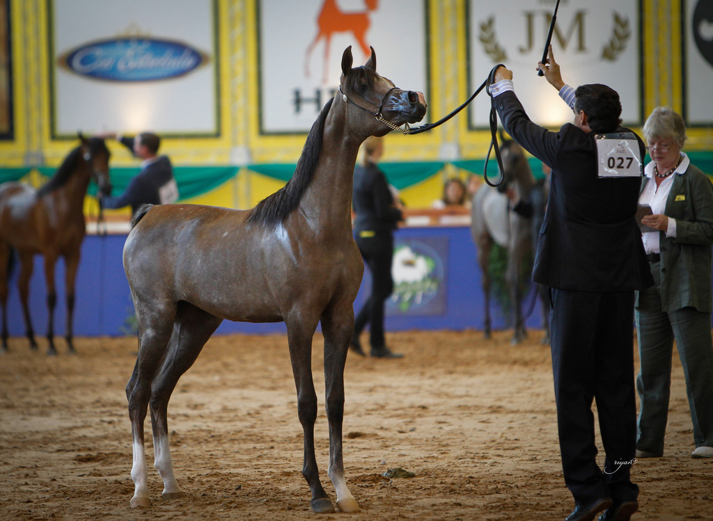 2013 Brazilian Nationals