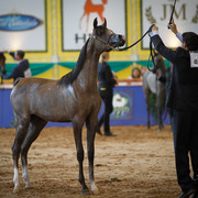 2013 Brazilian Nationals
