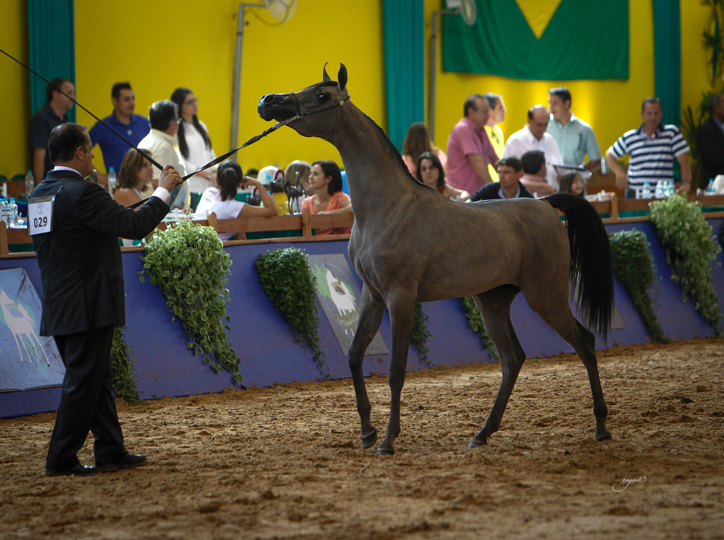 2013 Brazilian Nationals