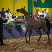 2013 Brazilian Nationals