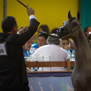 2013 Brazilian Nationals