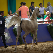 2013 Brazilian Nationals
