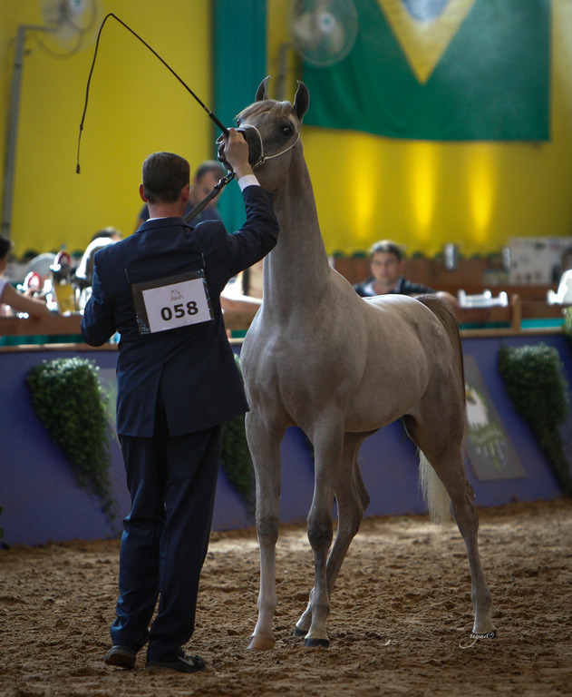 2013 Brazilian Nationals