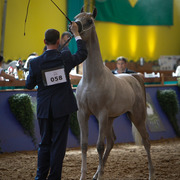 2013 Brazilian Nationals
