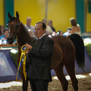 2013 Brazilian Nationals