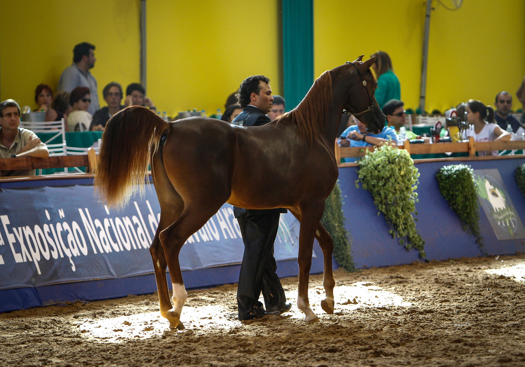 2013 Brazilian Nationals