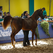 2013 Brazilian Nationals