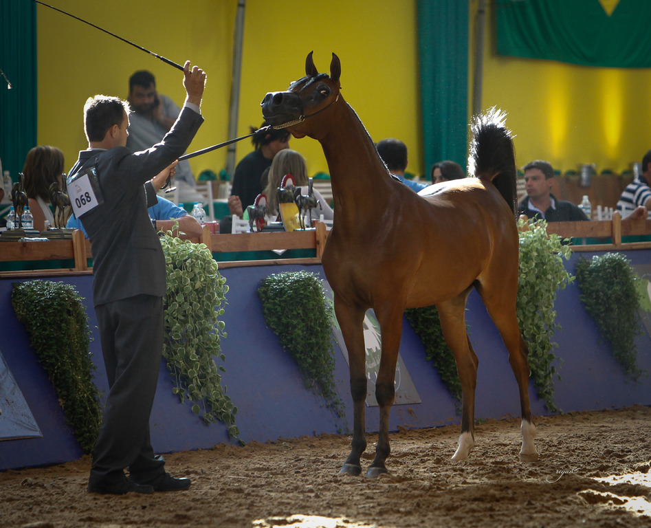 2013 Brazilian Nationals