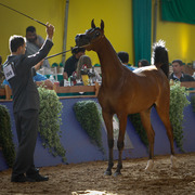 2013 Brazilian Nationals