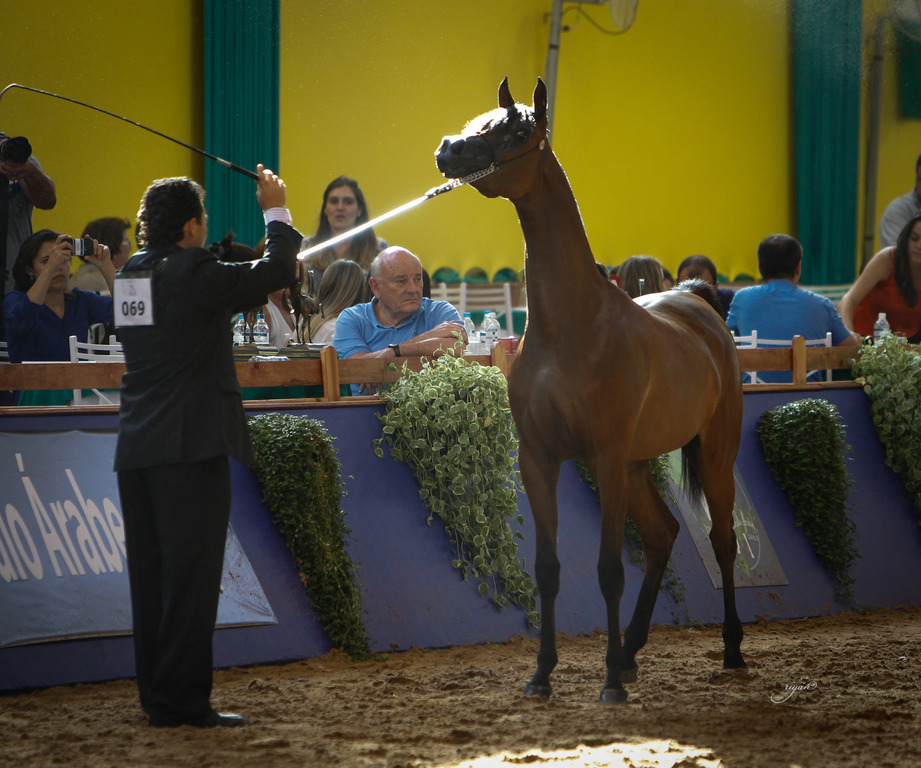 2013 Brazilian Nationals