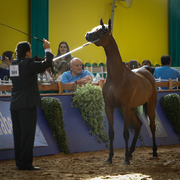 2013 Brazilian Nationals