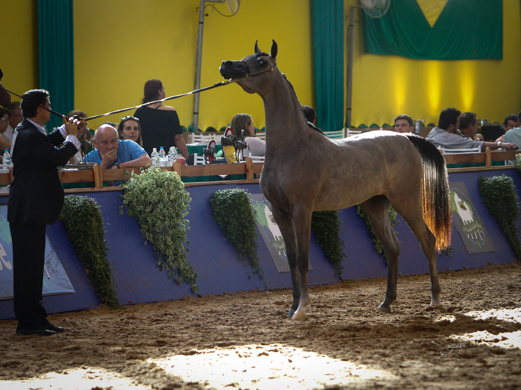 2013 Brazilian Nationals