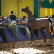 2013 Brazilian Nationals