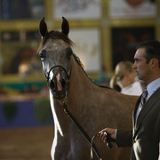 2013 Brazilian Nationals