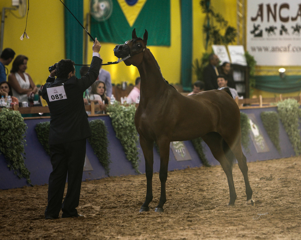 2013 Brazilian Nationals