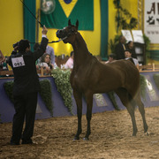 2013 Brazilian Nationals
