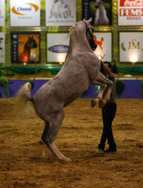 2013 Brazilian Nationals