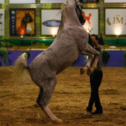 2013 Brazilian Nationals