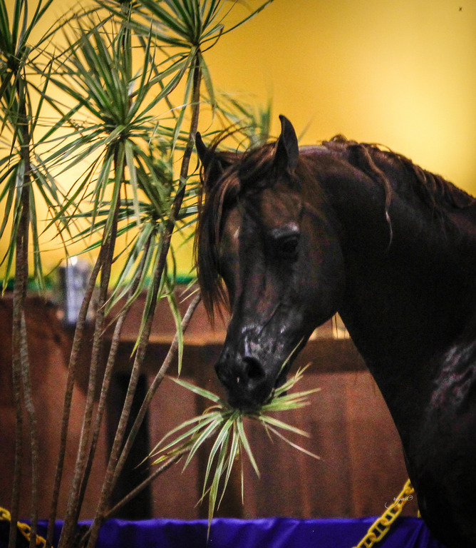 2013 Brazilian Nationals