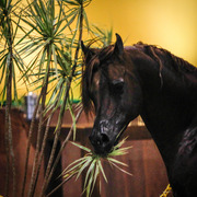 2013 Brazilian Nationals