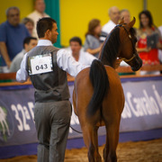 2013 Brazilian Nationals