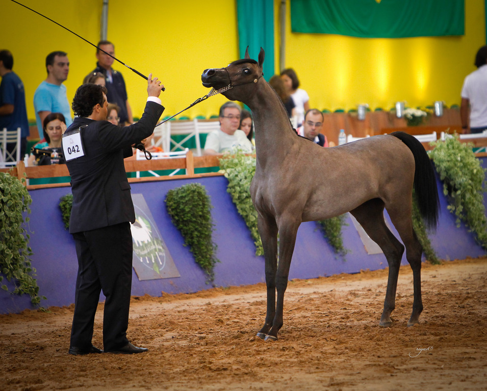 2013 Brazilian Nationals
