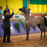 2013 Brazilian Nationals