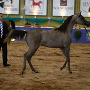 2013 Brazilian Nationals