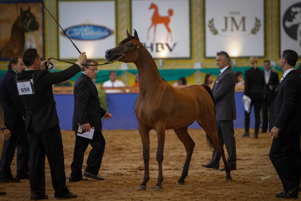 2013 Brazilian Nationals