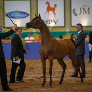 2013 Brazilian Nationals