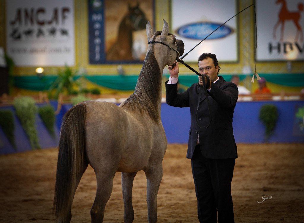 2013 Brazilian Nationals