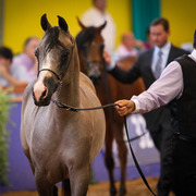 2013 Brazilian Nationals