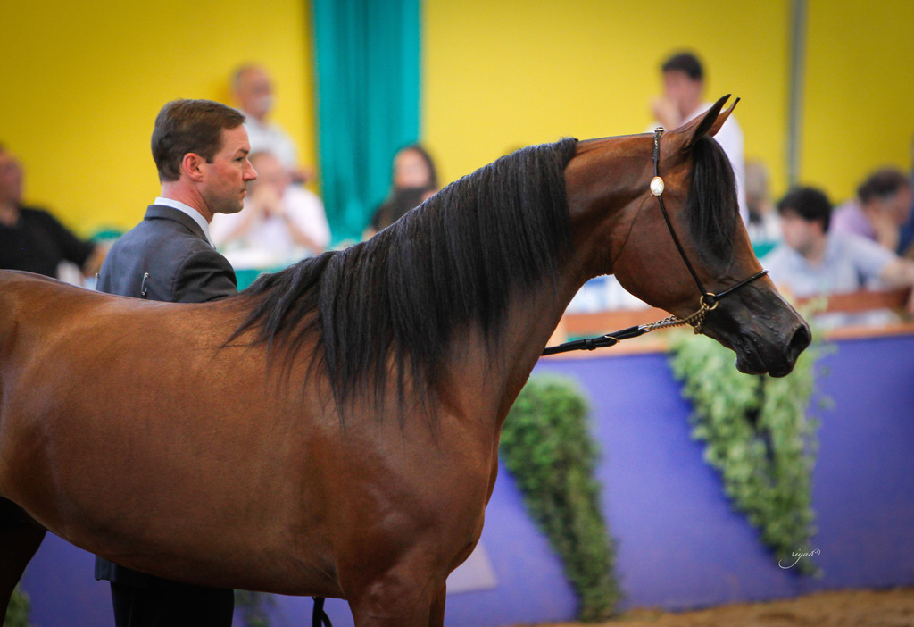 2013 Brazilian Nationals