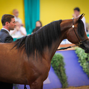 2013 Brazilian Nationals