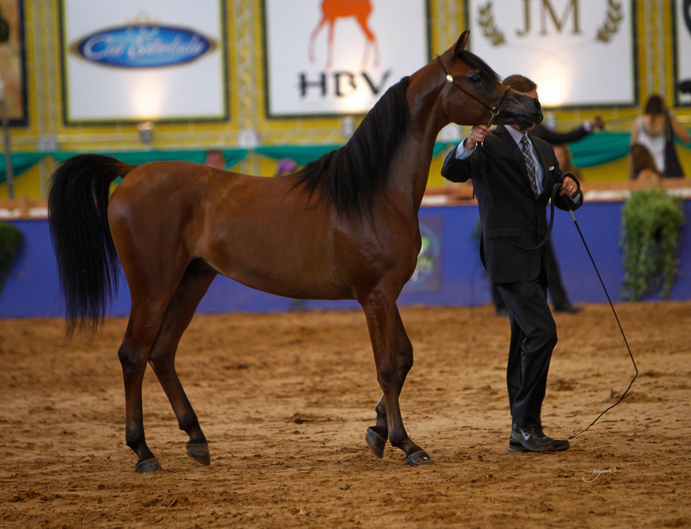 2013 Brazilian Nationals