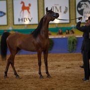 2013 Brazilian Nationals