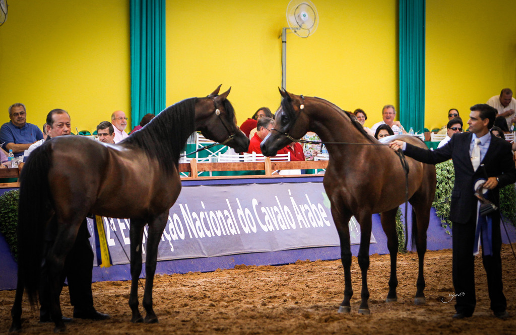 2013 Brazilian Nationals