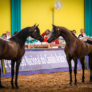 2013 Brazilian Nationals