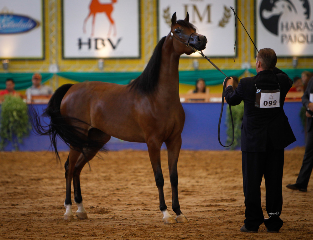2013 Brazilian Nationals