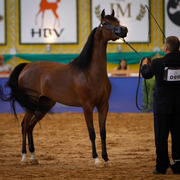 2013 Brazilian Nationals