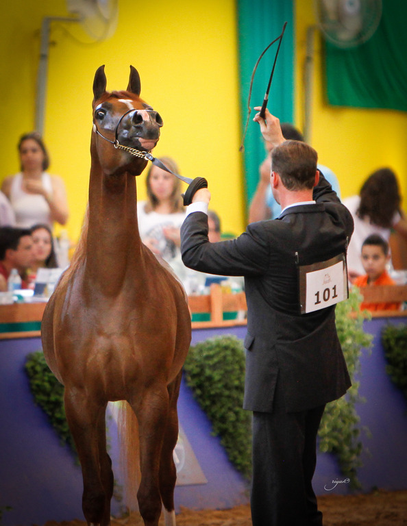 2013 Brazilian Nationals