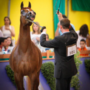 2013 Brazilian Nationals