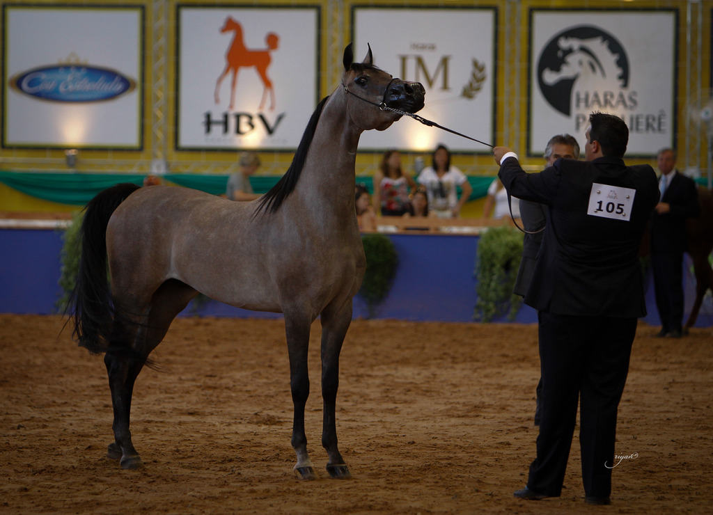 2013 Brazilian Nationals