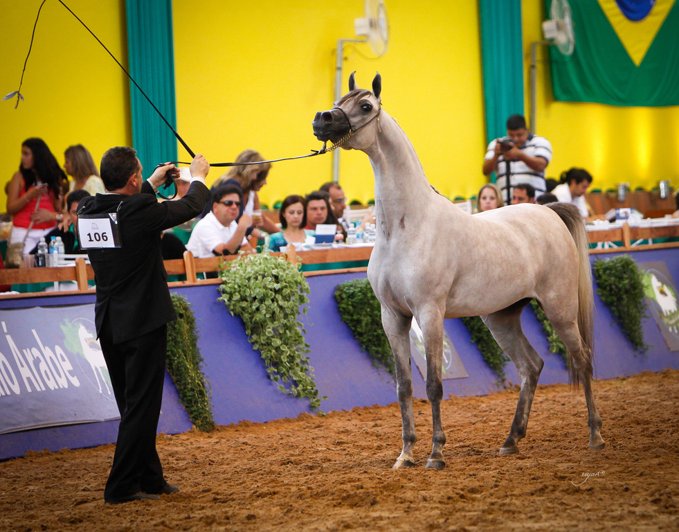 2013 Brazilian Nationals
