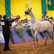 2013 Brazilian Nationals