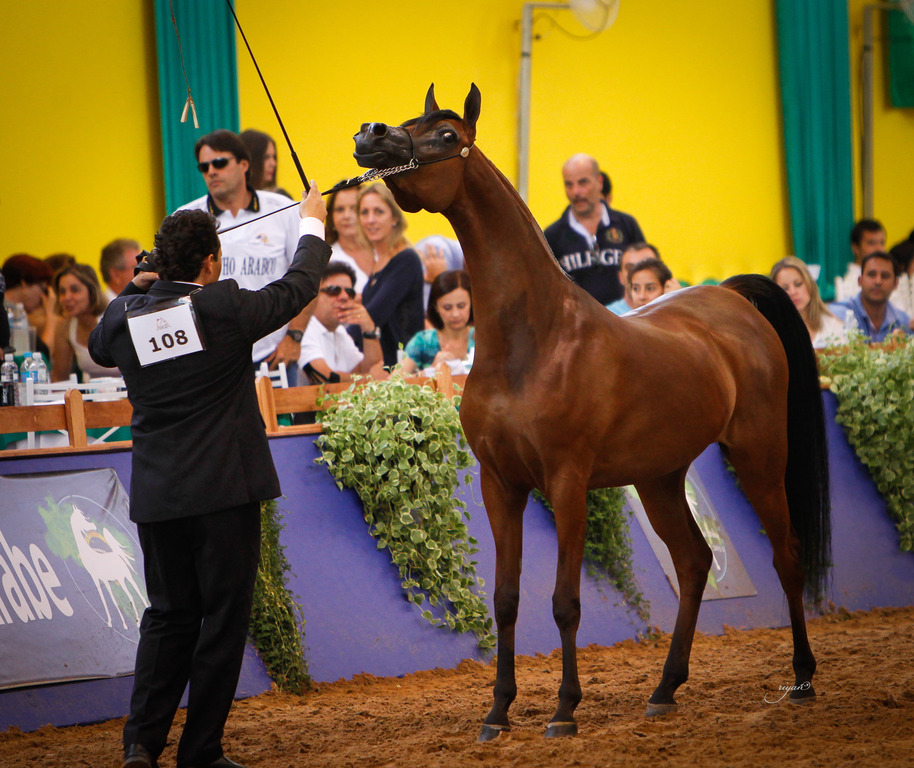 2013 Brazilian Nationals