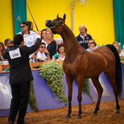 2013 Brazilian Nationals